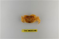 藏品(太魯閣澤蟹)的圖片